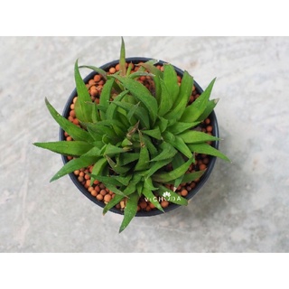 Haworthia /Parksiana / ฮาโวเทีย