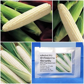 เมล็ดพันธุ์ ข้าวโพดหวาน ซิลเวอร์คิง (Silver King Sweet Corn F1 Seed) 20 เมล็ด คุณภาพดี ราคาถูก ของแท้ 100%