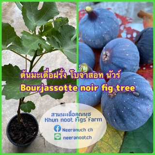 ต้นมะเดื่อฝรั่งโบจาสอท นัวร์ รุ่นกระถาง6นิ้ว /6” potted of bourjasotte noir fig tree