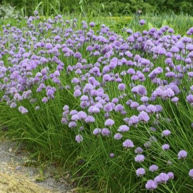 เมล็ดพันธุ์ ต้นหอมฝรั่ง(ไชว์ส) (Common Chives Seed) บรรจุ 200 เมล็ด คุณภาพดี ราคาถูก ของแท้ 100% ราคา ถูกที่สุด ดีลบีเคเค แกลเลอรีภาพที่ 4