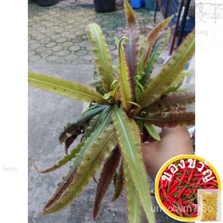 Drosera Adelae live plant (sundews) carnivorous plant向日葵/花园/上衣/玫瑰/鲜花/帽子/文胸/香菜/生菜/种子//กุหลาบ CLXT