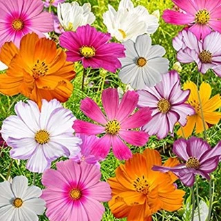 30 เมล็ด เมล็ดดอก คอสมอส ดาวกระจายคละสี