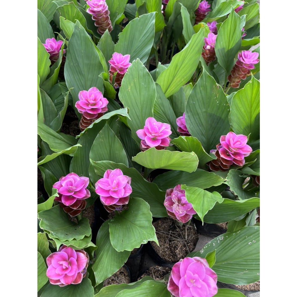 มุมมอง 6