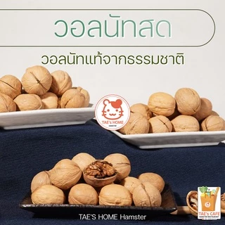 [สินค้าใหม่] วอลนัทสด ขนมสำหรับสัตว์เล็กและสัตว์ฟันแทะทุกชนิด แทะได้ ทานได้ เป็นแหล่งโปรตีน ลับฟันได้