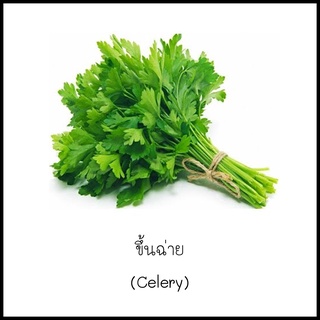 เมล็ดขึ้นฉ่าย (Celery) 300 เมล็ด [10 แถม 1 คละได้]