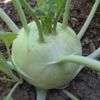 เมล็ด กะหล่ำปม สีเขียว - GREEN VIENNA KOHLRABI