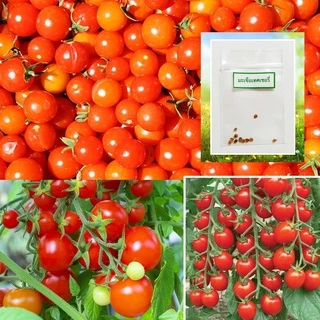 🌱เมล็ดมะเขือเทศเชอรี่ พันธุ์ดก 10 เมล็ด 🌱 ซื้อ 10 แถม 2 คละได้ 💥 เลือกของแถมได้ คิดถึงเมล็ดผัก คิดถึง skinsun