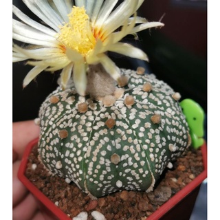 แอสโตร​ไ​ฟตั้​ม super ลายสวย เว้าๆ #แคสตัส castus​ Astrophytum แอสโตร แอสโตร​ไ​ฟตั้​ม กระบองเพชร