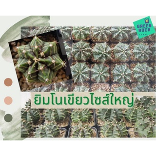 แคคตัส ยิมโนเขียว เชื้อด่าง ไม้เมล็ด ไซส์ใหญ่ 4 - 6 cm. Gymnocalycium