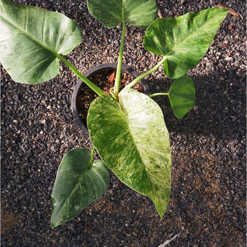 Philodendron Gigantuem Variegated ฟิโลหูช้างด่าง