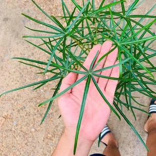 บอทเทิลทรี (Queensland bottle tree)ต้นขวด ไม้ยักใหญ่ สูง 65-75 ซม.