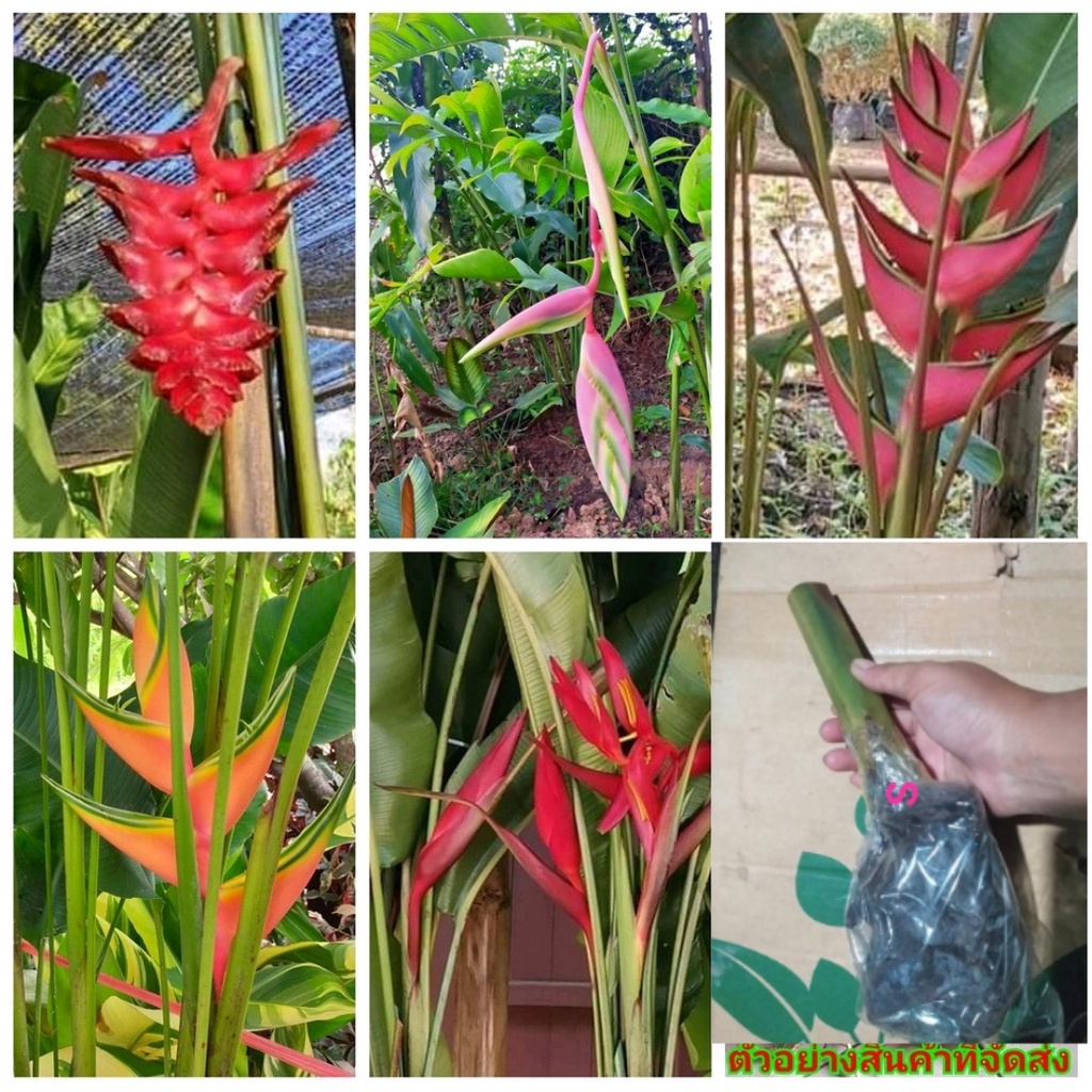 ต้น หน่อ เหง้า เฮลิโคเนีย Heliconia Beefsteak บีฟสเต๊ก บีฟสเต็ก Purpurea คาวายูชิ kawauchi sexy Eden Pink Caribea yellow