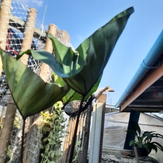 🌈Colocasia Big Dipper🌈 โคโลคาเซีย บิ๊กดิ๊ปเปอร์ ตัดสด