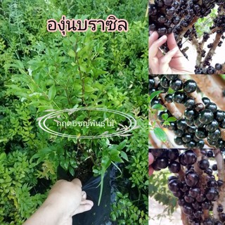 🍒ต้นองุ่นบราซิล องุ่นดำ เพราะ​เมล็ด 25cm รสชาติอมเปลี้ยว