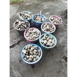 เชื้อเห็ดฟาง เชื้อพร้อมเพาะ เชื้อเต็ม