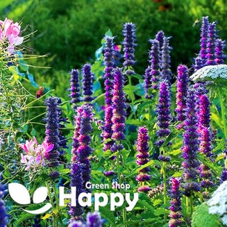 เมล็ดพันธุ์ ลาเวนเดอร์ Agastache Mexicana giant hyssop lavender 200 เมล็ด เมล็ดพันธุ์นำเข้าจาก ยุโรป อัตราการงอก 90 %