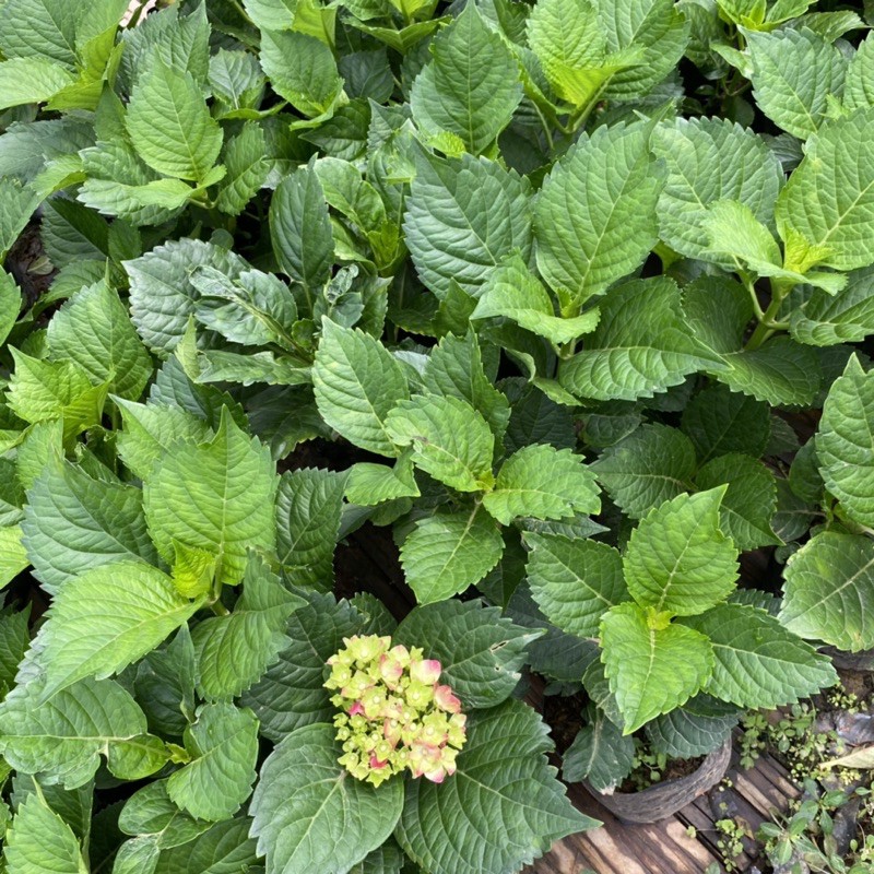 ต้นไฮเดรนเยีย พันธุ์หนัก Hydrangea  (ติดดอก) ดอกแดง สีสวย  แบบถุง - รูปที่ 3