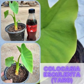 1 ต้นบอนเผือกทองคำ Colocasia Golden taro ต้นบอนโกลเด้นทาโร่ น่าสะสม จัดส่งพร้อมกระถาง