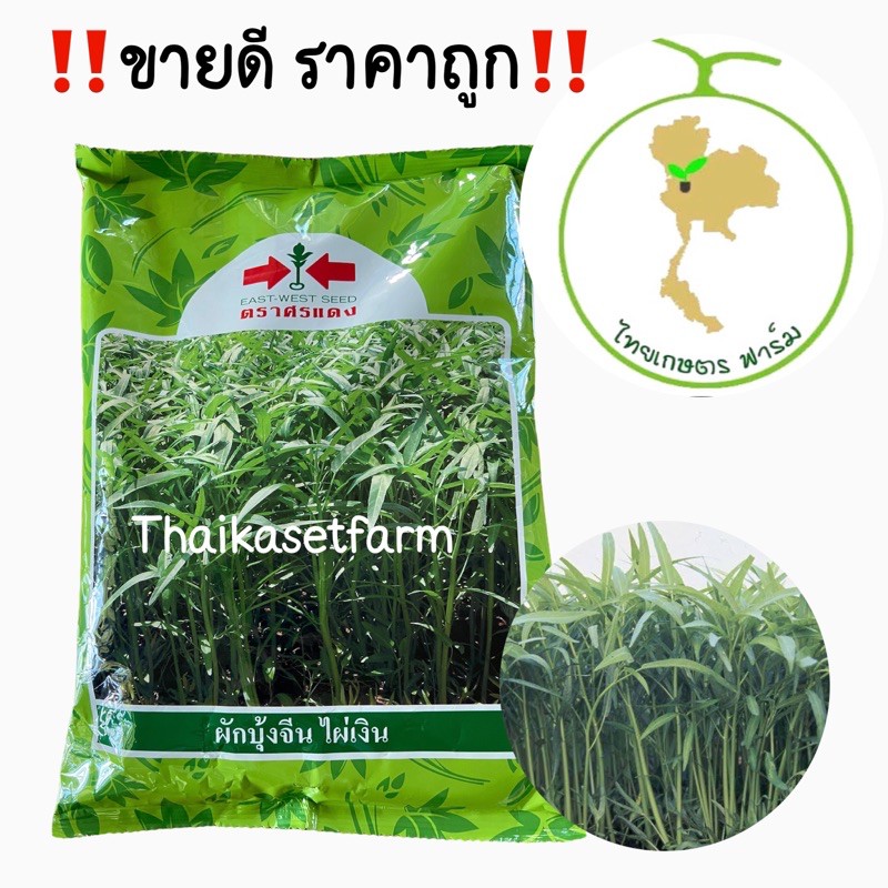 เมล็ดผักบุ้งจีนไผ่เงิน 1 kg ศรแดง ล้อตใหม่ล่าสุดผักบุ้ง ใบเรียวเล็ก สีเขียวสด ลำต้นตรง น้ำหนักดี ขายดี ประหยัด