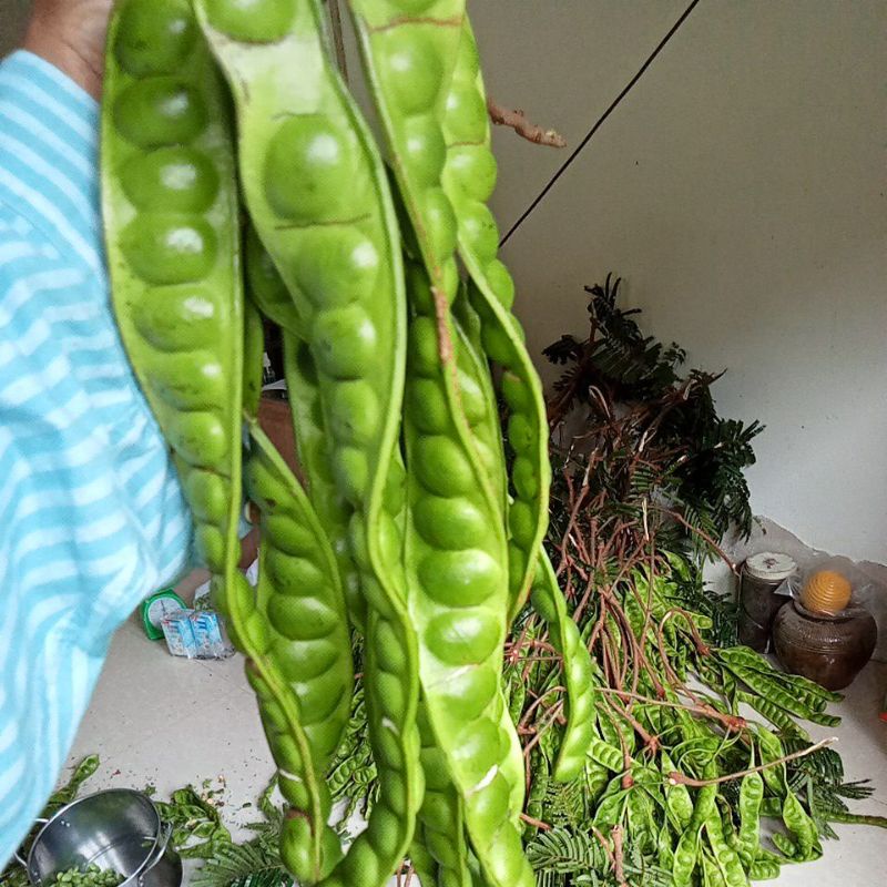 สะตอข้าวชุด10ฝักสะตอปี68