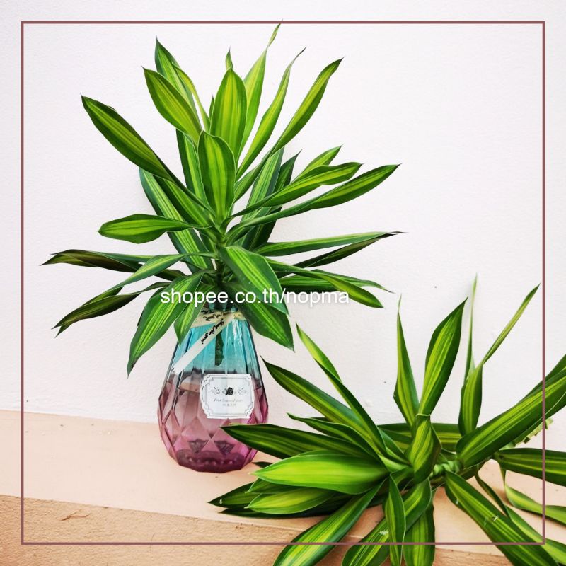(1 กิ่ง) ซองออฟจาเมกา Dracaena reflexa Song of Jamaica ต้นไม้ฟอกอากาศ ต้นไม้เลี้ยงในน้ำได้ เหมือน ไผ่กวนอิม