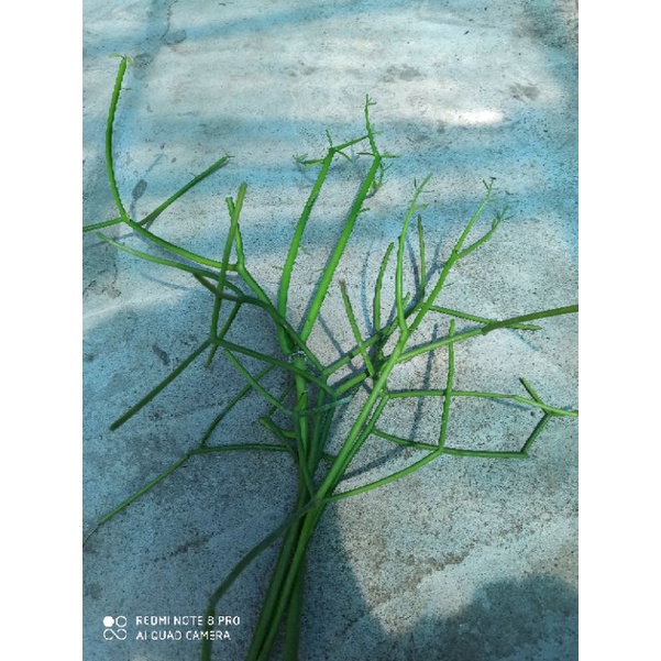 กิ่ง พันธุ์ว่านพญาไร้ใบ เซ็ต 7 กิ่ง 19 บาท
