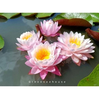 บัวฝรั่งชื่อกานต์มณี(New2022)สีขาวอมชมพู ดอกกลมสวยดกดอกออกตลอดปี