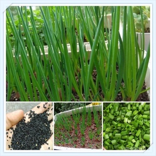 （อัตราการปลูกสูง）Shallot Seed Full Seasons Balcony Potted Nutrition Seeds DIY Home Garden Easy To Grow Seeds Vegetable s