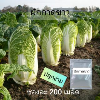 เมล็ดผักกาดขาว ซอง 200เมล็ด เมล็ดพันธุ์ พร้อมส่ง