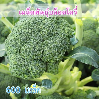 เมล็ดพันธุ์ เมล็ด บล๊อคโครี่ 600 เมล็ด