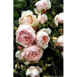 25เมล็ด เมล็ดกุหลาบ อังกฤษ พันธุ์เลื้อย สีชมพู กุหลาบหนู Rose seeds