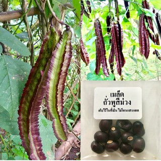 เมล็ดถั่วพูสีม่วง ถั่วพูแดง 4 เมล็ด ปลูกง่าย โตเร็ว [ซื้อ 10 แถม 1 คละได้ ]