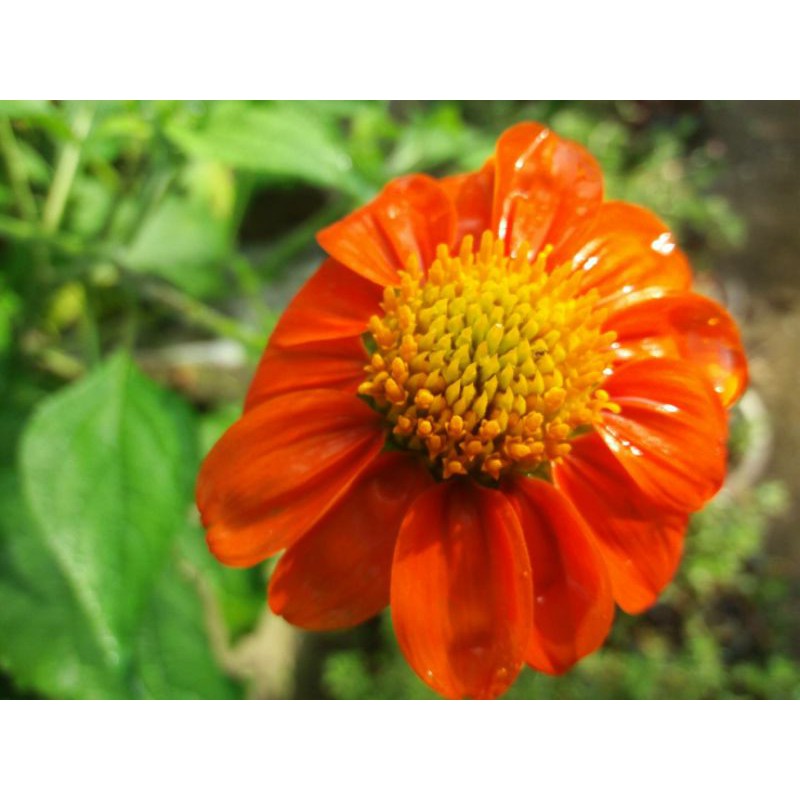 เมล็ด ดอกทานตะวัน เม็กซิโก ( Mexican Sunflower ) สีส้ม จี้ดจ้าด สวยบาดใจ