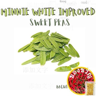 SWEET PEAS Minnie White Improved (17-18เมล็ด) ผักชี/เมล็ด/ผักกาดหอม/แม่และเด็ก/คื่นฉ่าย/กระโปรง/มะละกอ/ดอกไม้/เมล็ด/กุหล