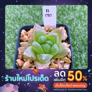 H.cymbiformis  บัวแก้ว A020