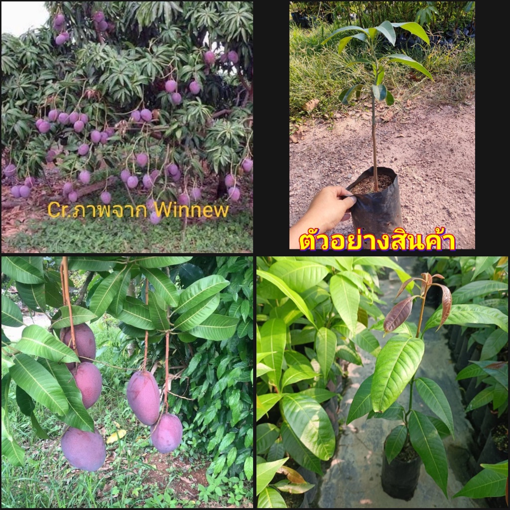 (2ต้น)(vาย ต้นพันธุ์) ต้น มะม่วงน้ำดอกไม้ สีม่วง ต้นมะม่วงน้ำดอกไม้  มะม่วง ต้นมะม่วง น้ำดอกไม้ เสีย