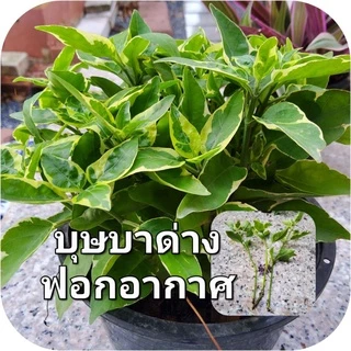 ไม้เลี้ยงน้ำ ซื้อ 5 (มีแถม) ส่ง 3 กิ่งขึ้นไป พลูสีชมพู พลูงาช้าง พลูด่าง ฟิโล ด่างขาว