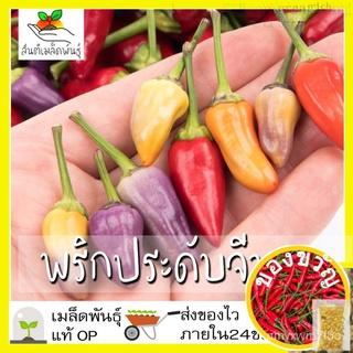 เมล็ดพันธุ์ พริกประดับจีน 5 สี 50 เมล็ด Chinese Ornamental 5 Color Pepper เมล็ดพันธุ์แท้100% นำเข้าจากต่างประเทศ ปลูก/เม