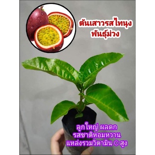 🍒ต้นเสาวรสไทนุงพันธุ์ม่วง 🍒🎉 ชุดละ  3 ต้น 120 บาท  🎉