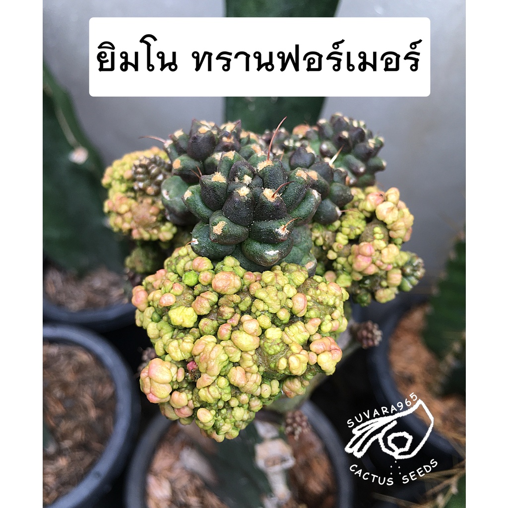 My Image 14