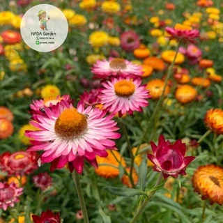 เมล็ดพันธุ์ ดอกกระดาษ คละสี 300เมล็ด (straw flower 300seed)