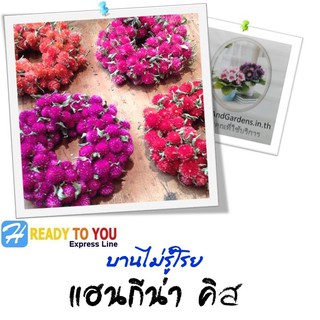 บานไม่รู้โรย (Gomphrena) แฮนกีน่า คิส  25 เมล็ด (จาก Takii &amp; Co. Ltd.)