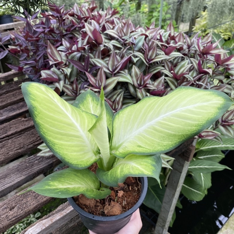 ต้นแสงจันทรา แพ๊คจัดส่งทั้งกระถางขนาด 5.5 นิ้ว ต้นสูงรวมกระถาง 35 เซน อโกลนีมาแสงจันทรา - รูปที่ 4