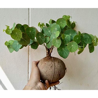 Stephania Erecta Craib ว่านบัวบก Gotu kola ขนาดเทียบกับไข่เป็ด ไม้ประดับ หายาก