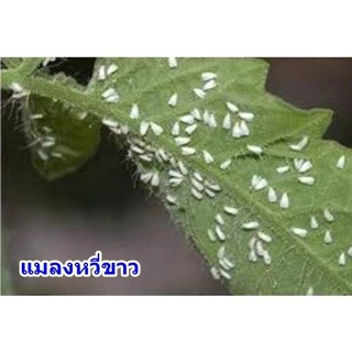น้ำหมักไล่แมลงศัตรูพืช(สูตรซุปเปอร์) ป้องกันแมลงศัตรูพืชและกำจัดโรคพืช(250cc)แถมวิธีใช้