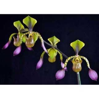 Paph.lowii ขนาดกระถาง 2 นิ้ว