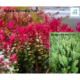 Rotala colorata (โรทาล่า โคโรลาต้า) ใบบก 20 กิ่ง 100 เลื่อนดูรูปใบน้ำถัดไป ต้นไม้น้ำ ต้นไม้ปลูกในตู้ปลา ไม้น้ำในตู้ปลา