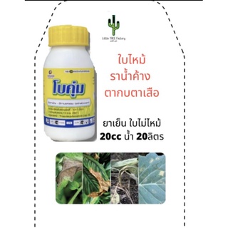 โบคุ่ม  ป้องกัน กำจัด ใบไหม้ ราน้ำค้าง