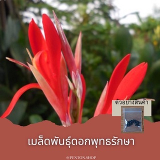 เมล็ดพันธุ์ดอกพุทธรักษาแดงเล็ก 5 เมล็ด 🔺ขั้นต่ำโปรดสั่งสินค้าภายในร้าน30บาทขึ้นไปค่ะ🙏