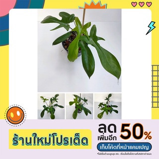 ฟิโลก้ามกุ้ง Philodendron Florida Beauty ไม้เขียวจากแม่ด่าง